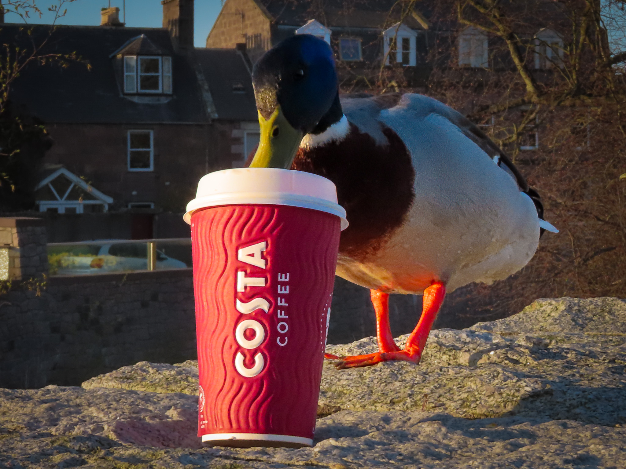 🦆 And if you like ducks...quirky, funny, very photogenic and occasionally caffeinated .... keep checking back there’ll be a whole page dedicated to them coming soon.