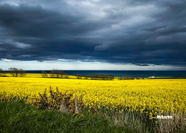 stormy skies and bright rapeseed field