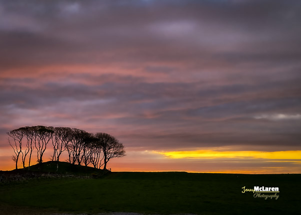 Standing tall trees against the evening sunsetting