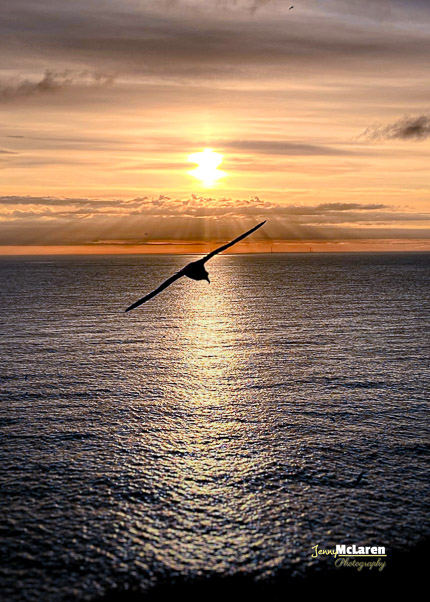 Bird in flight through morning sun